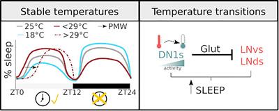 Sleep in Drosophila and Its Context